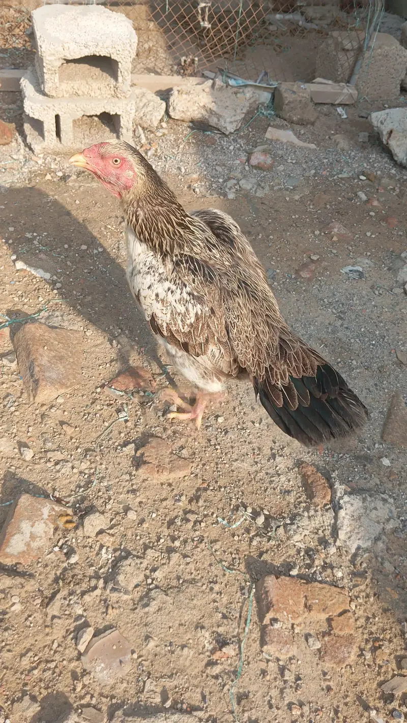 pure aseel hen abi kuruk ha — photo 4