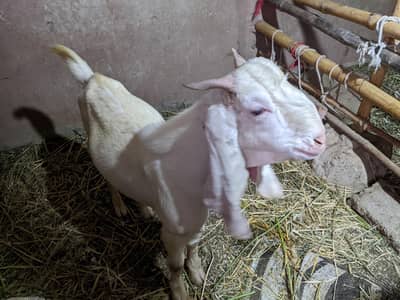 Gulabi bakra / Teeda (check description first)