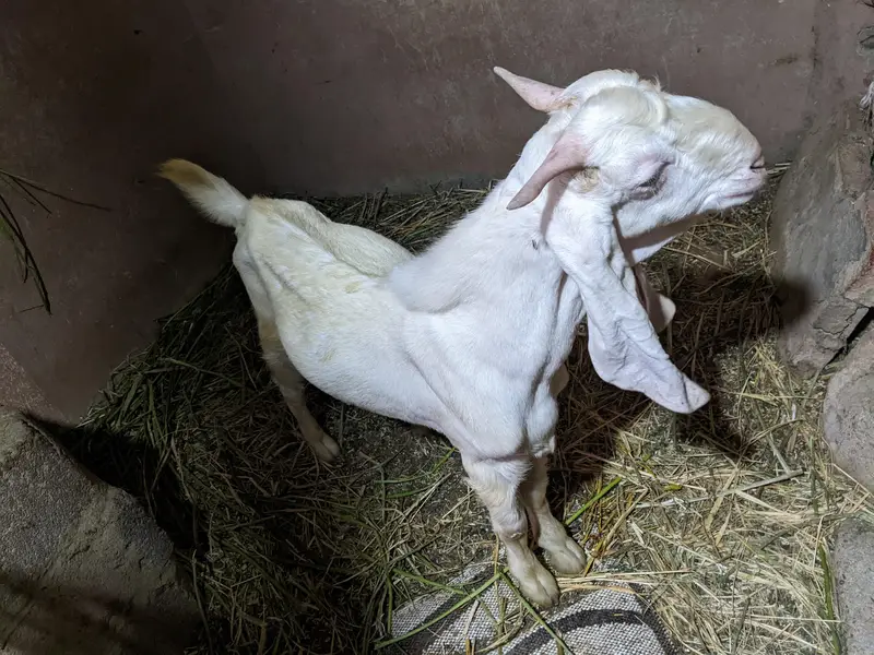 Gulabi bakra / Teeda (check description first) — photo 2