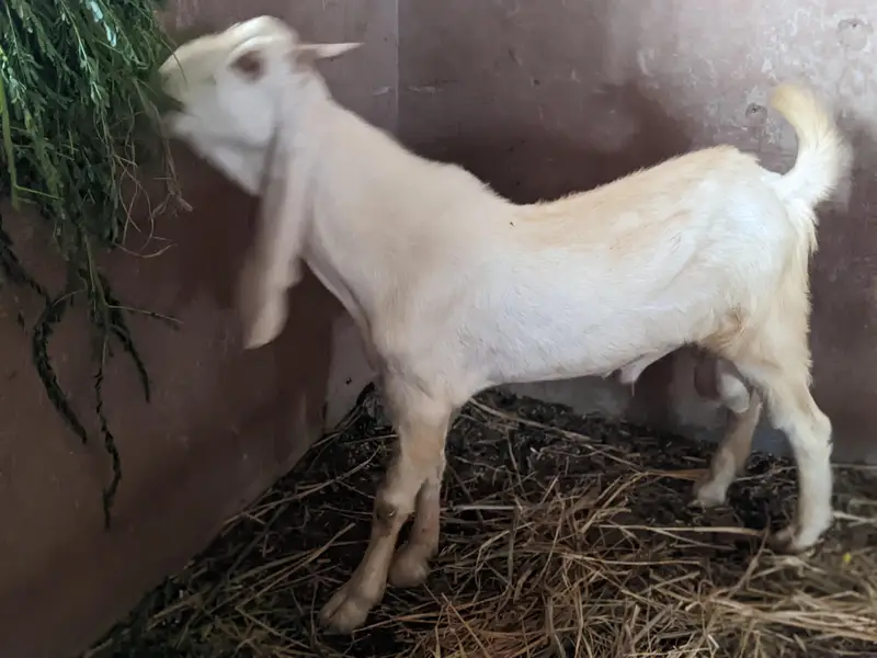 Gulabi bakra / Teeda (check description first) — photo 4