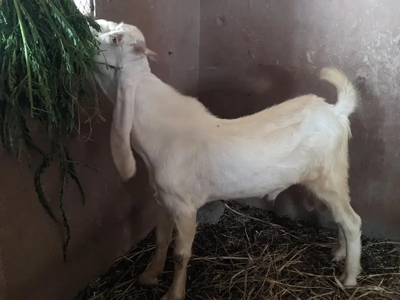 Gulabi bakra / Teeda (check description first) — photo 5