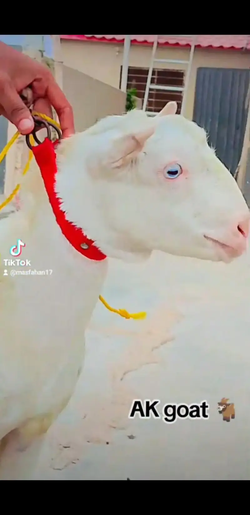 Gulabi bakra / Teeda (check description first) — photo 7