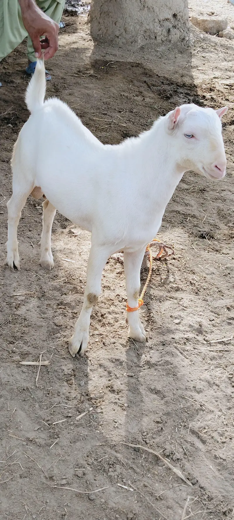 Gulabi bakra / Teeda (check description first) — photo 8