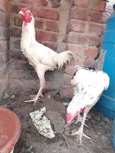 aseel murga murgi for sell