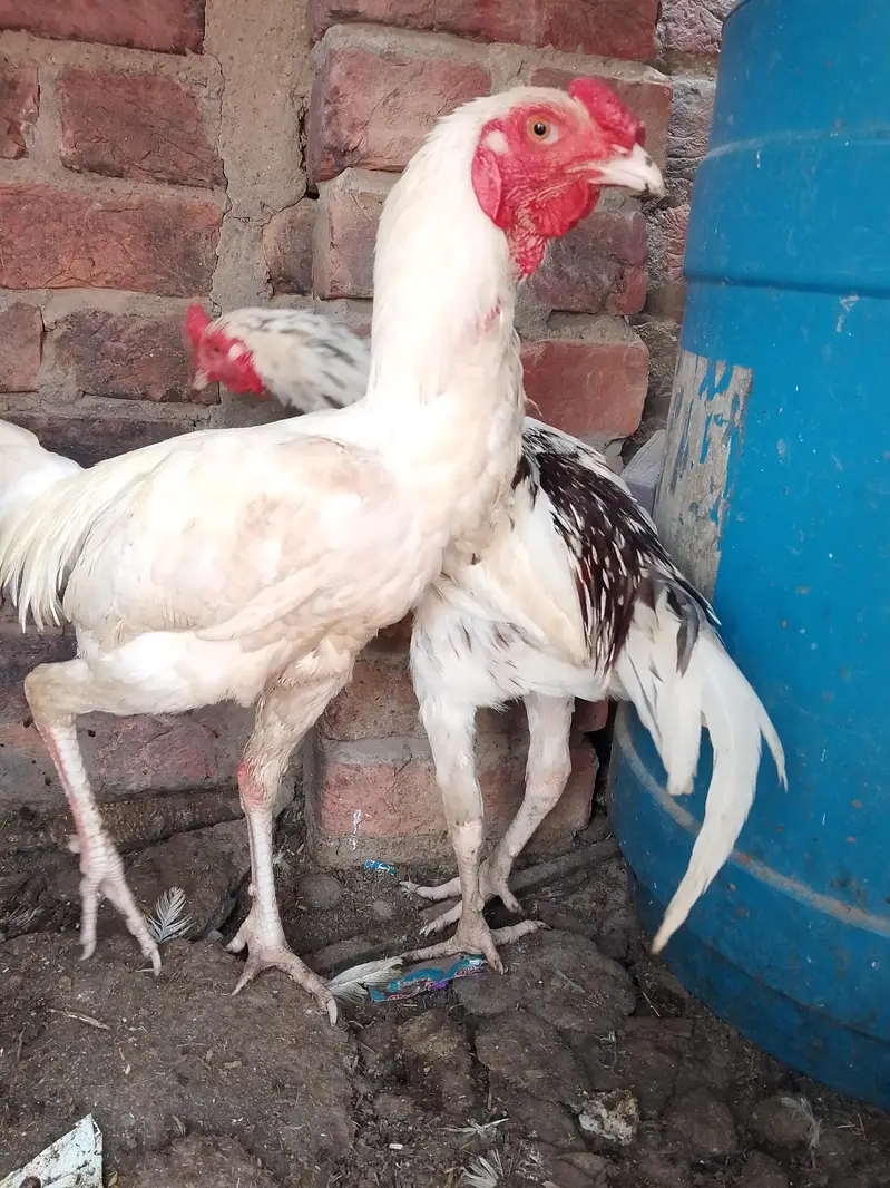 aseel murga murgi for sell — photo 2