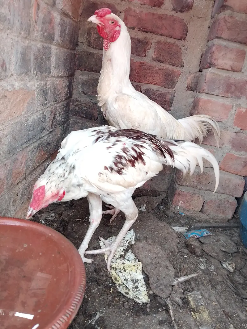 aseel murga murgi for sell — photo 4
