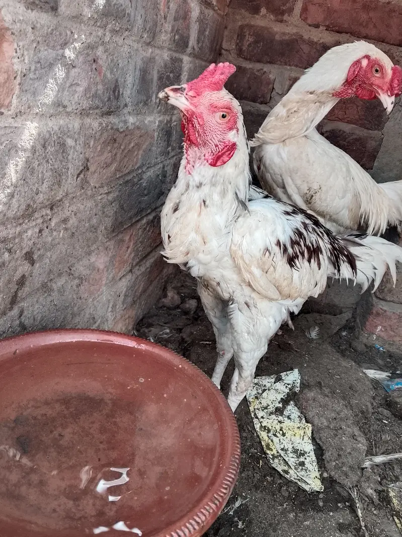 aseel murga murgi for sell — photo 5