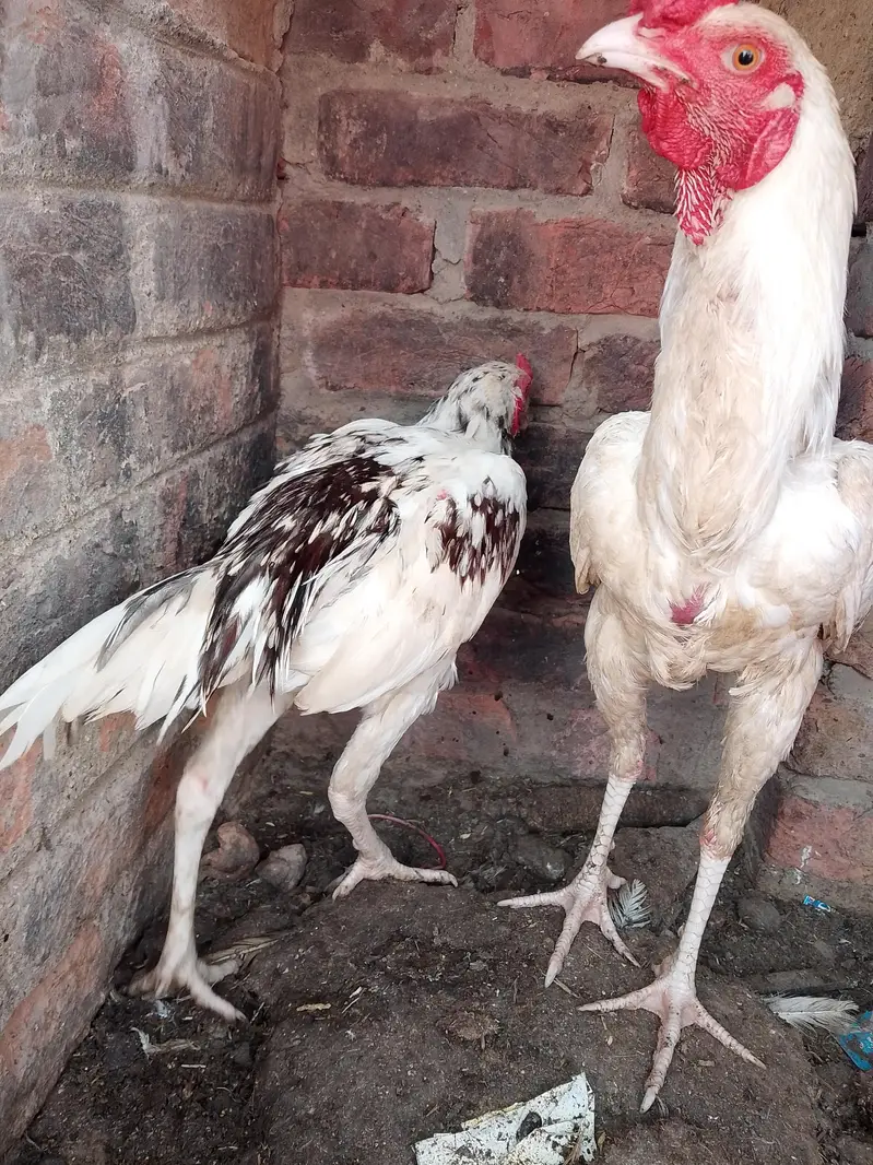 aseel murga murgi for sell — photo 6