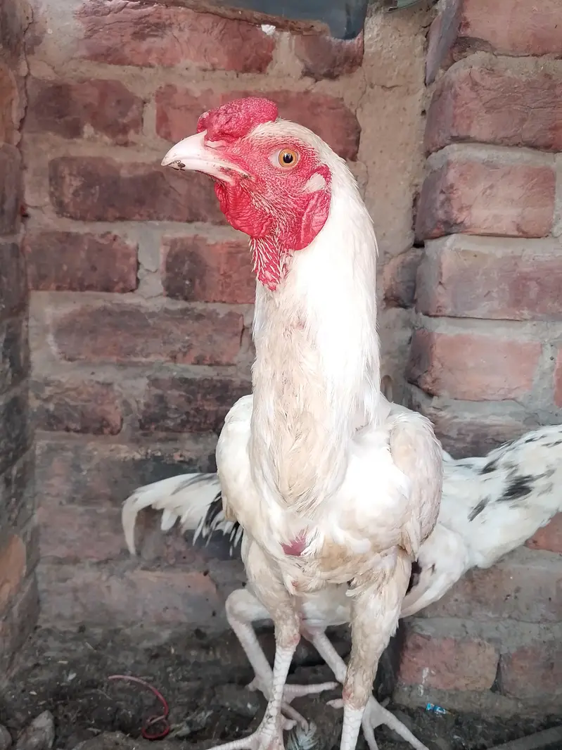aseel murga murgi for sell — photo 7
