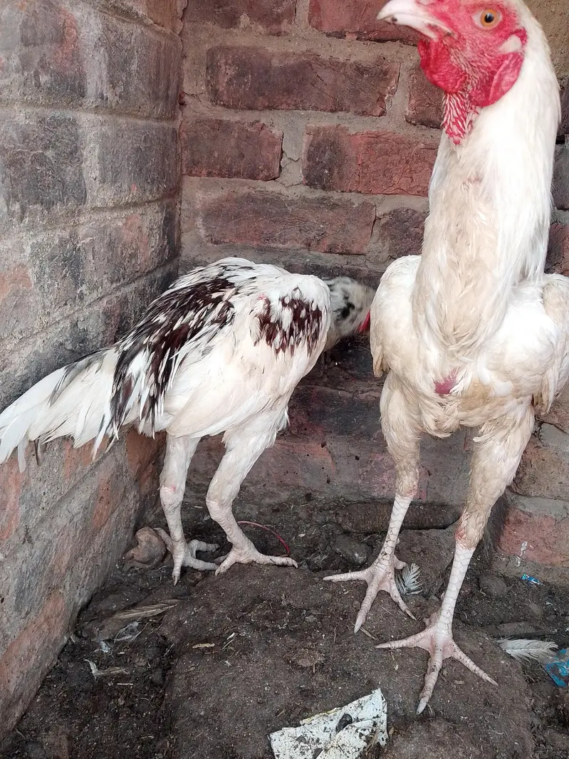 aseel murga murgi for sell — photo 8