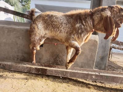 Makhi cheena Bakra Top Quality