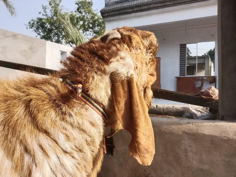 Makhi cheena Bakra Top Quality — photo 3