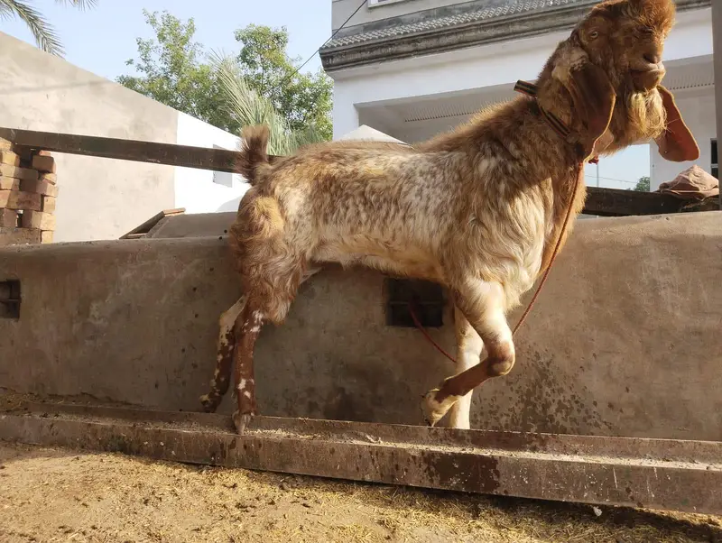 Makhi cheena Bakra Top Quality — photo 4