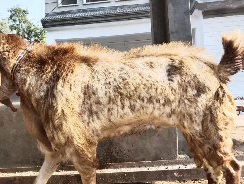 Makhi cheena Bakra Top Quality — photo 6