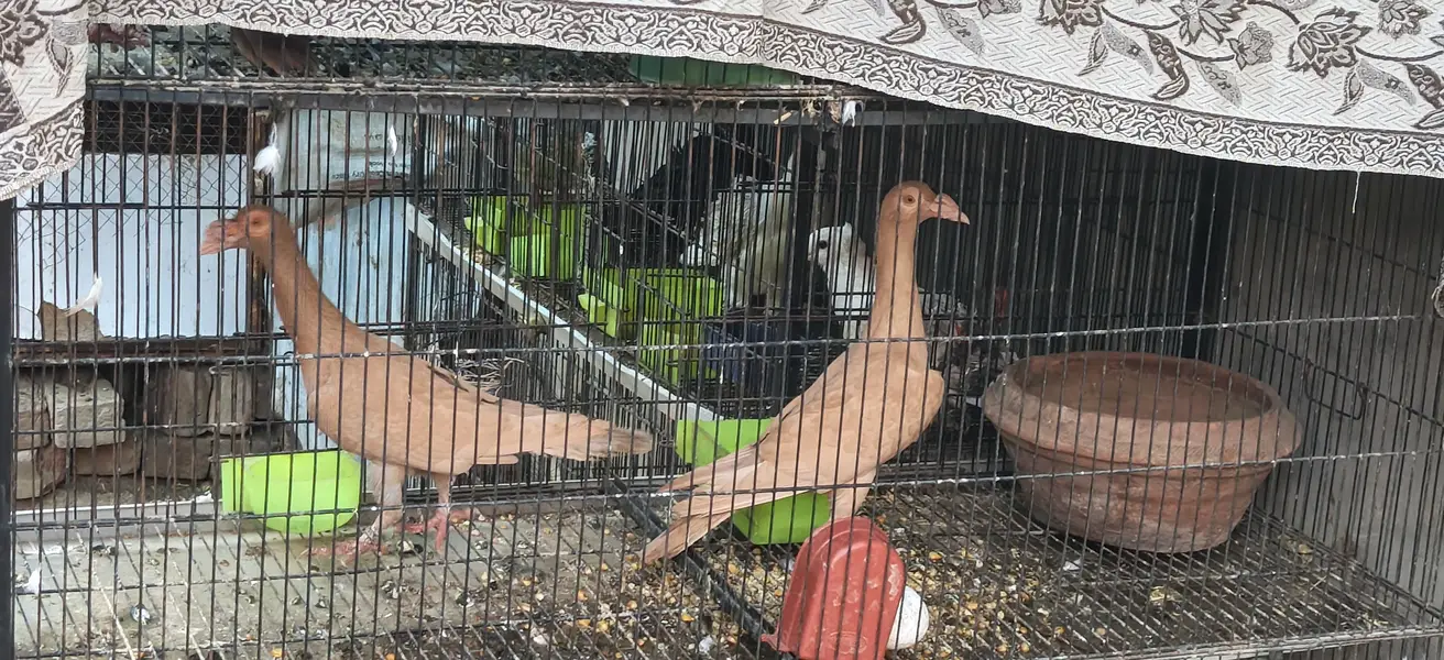 English carrier Fancy Pigeon — photo 2
