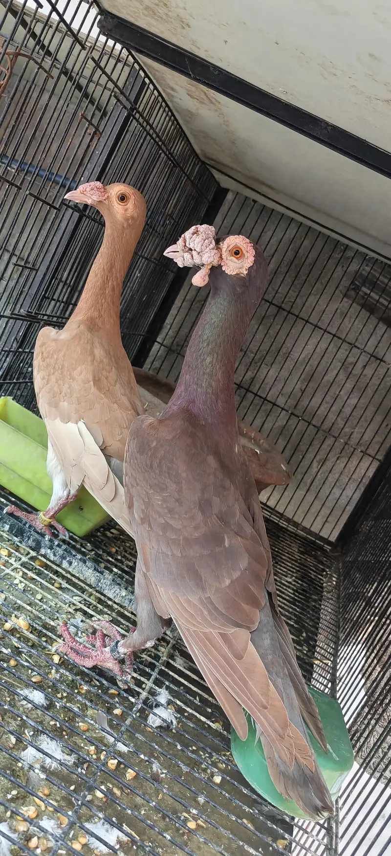 English carrier Fancy Pigeon — photo 3