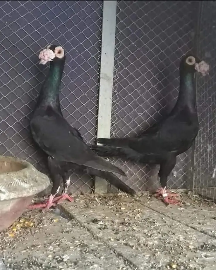 English carrier Fancy Pigeon — photo 4