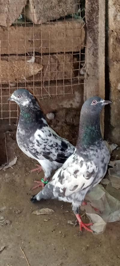 ferozpuri pigeons pair full active and healthy, price is negotiable.