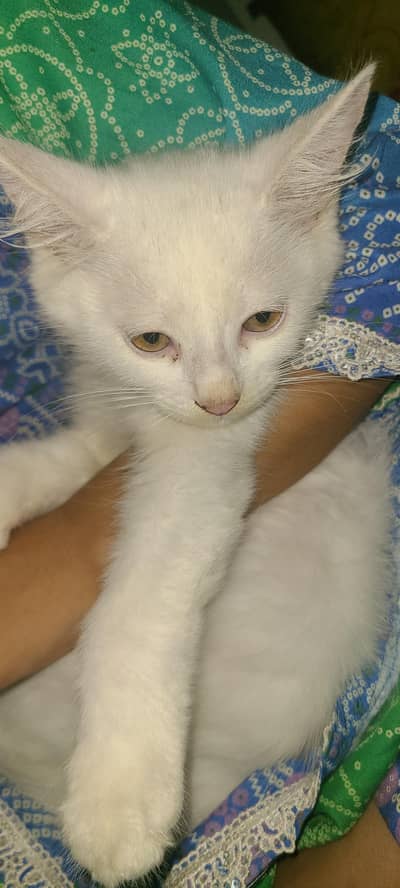 persion female kitten