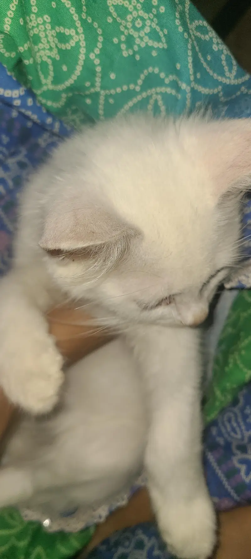 persion female kitten — photo 2