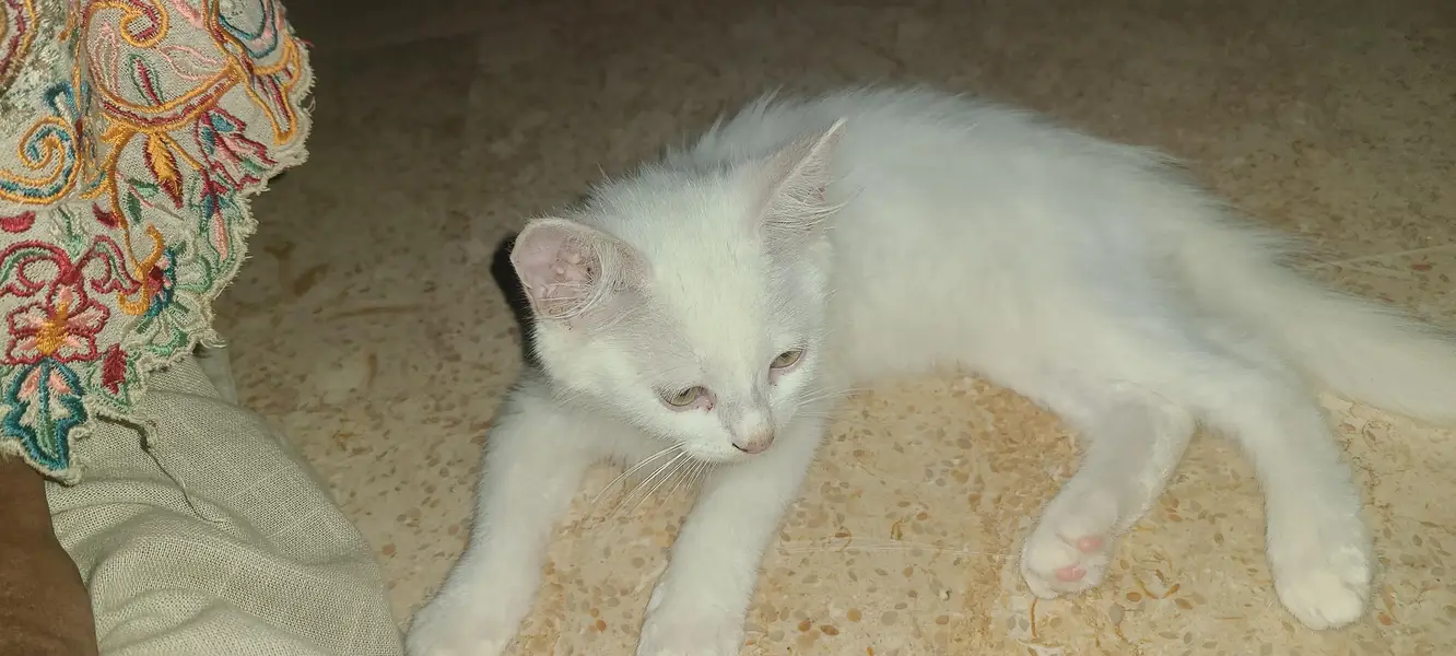 persion female kitten — photo 3