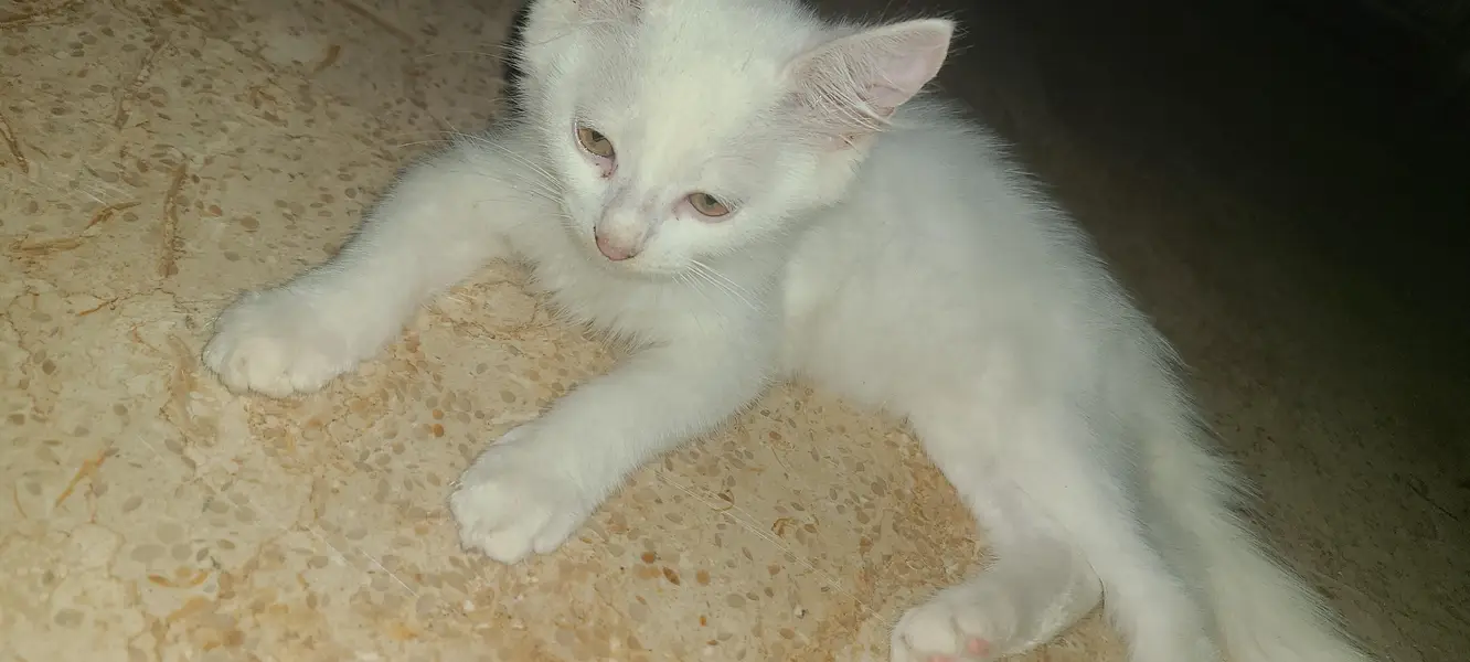 persion female kitten — photo 4