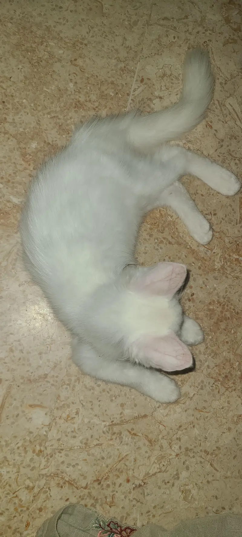 persion female kitten — photo 5