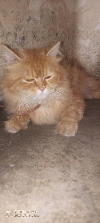 Ginger Male