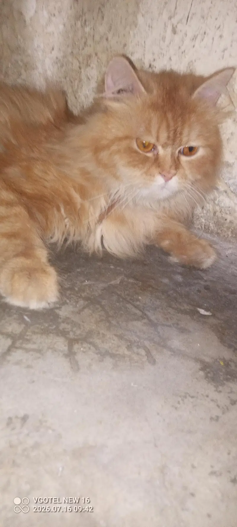 Ginger Male — photo 2