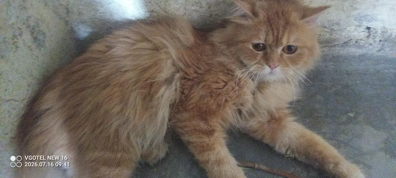Ginger Male — photo 3