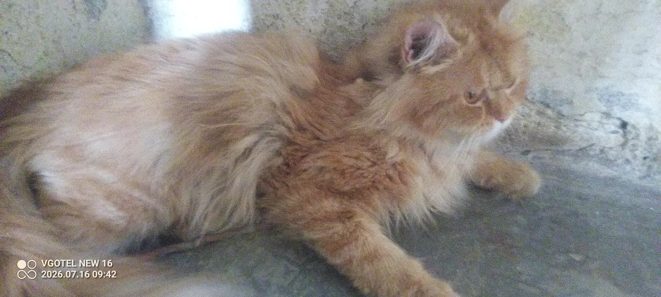 Ginger Male — photo 4