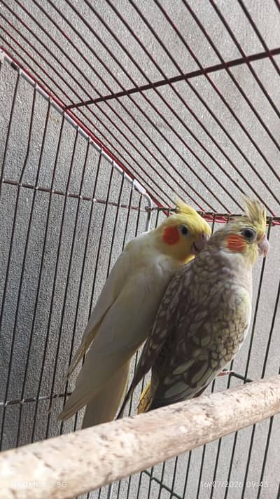 cocktails pair with cage