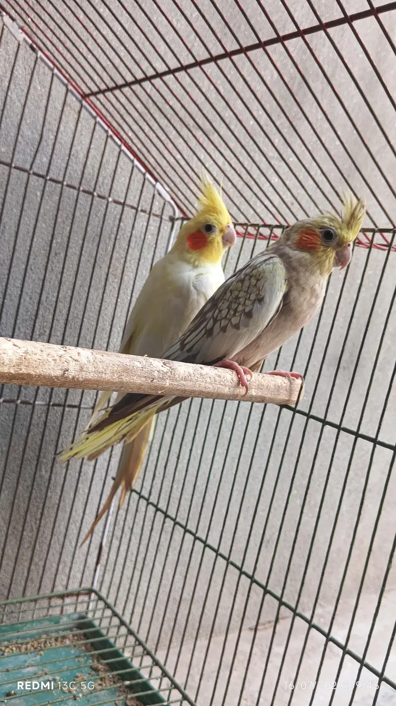 cocktails pair with cage — photo 2