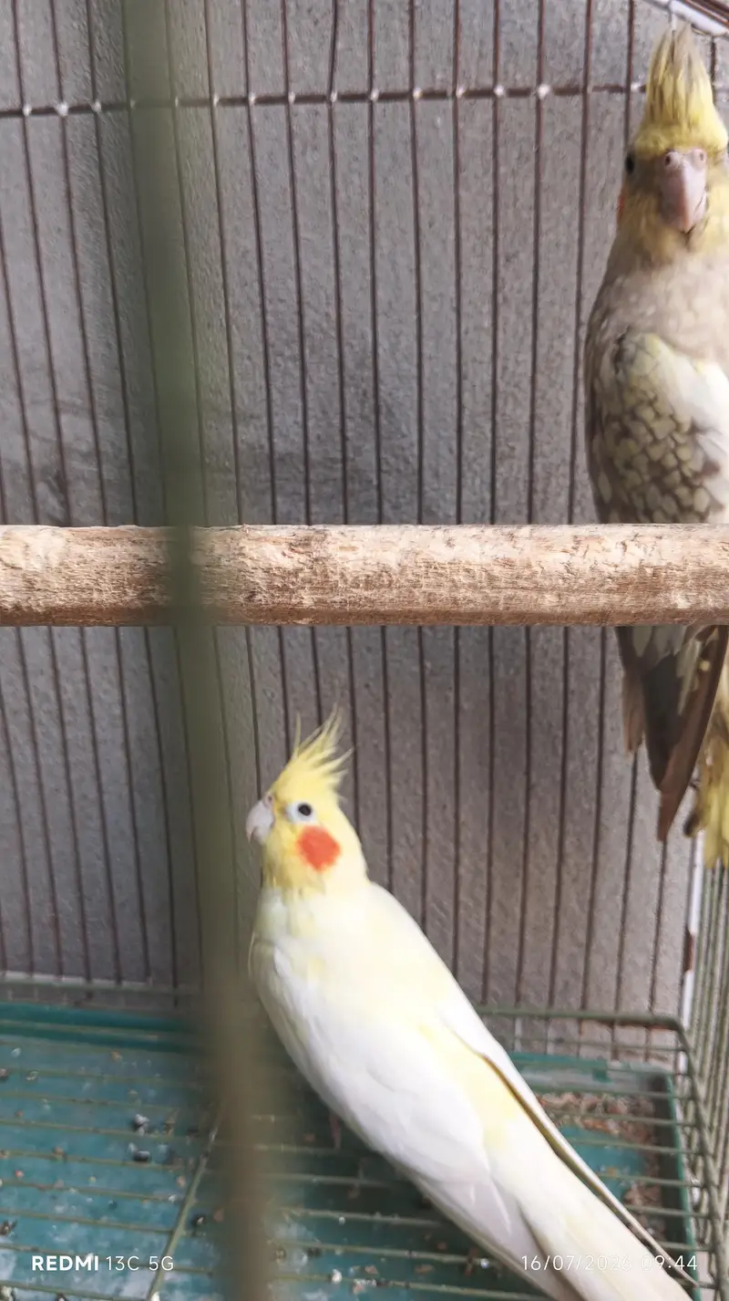 cocktails pair with cage — photo 3