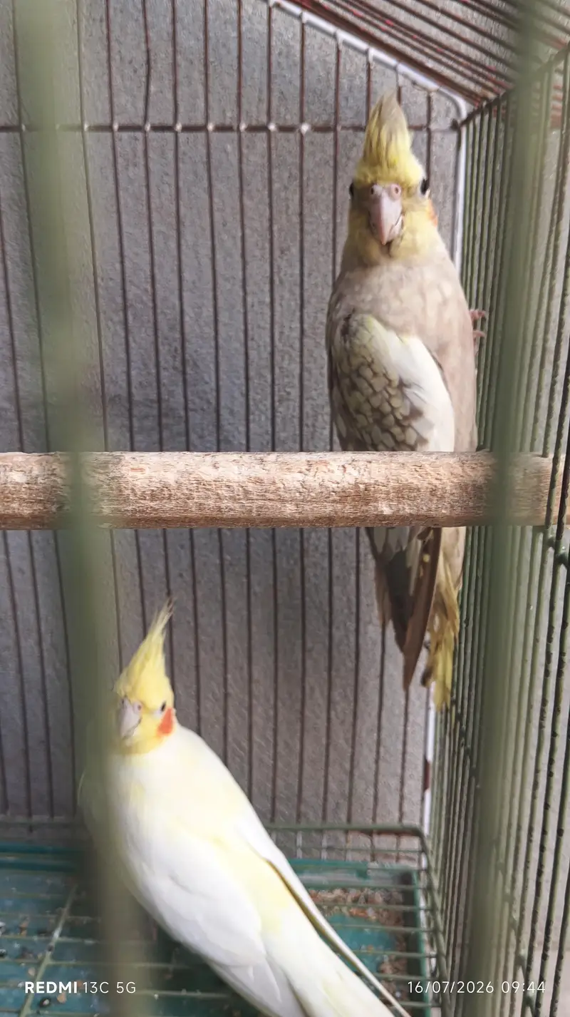 cocktails pair with cage — photo 4