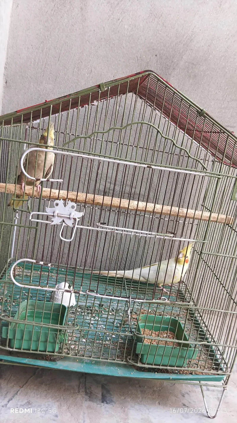cocktails pair with cage — photo 5