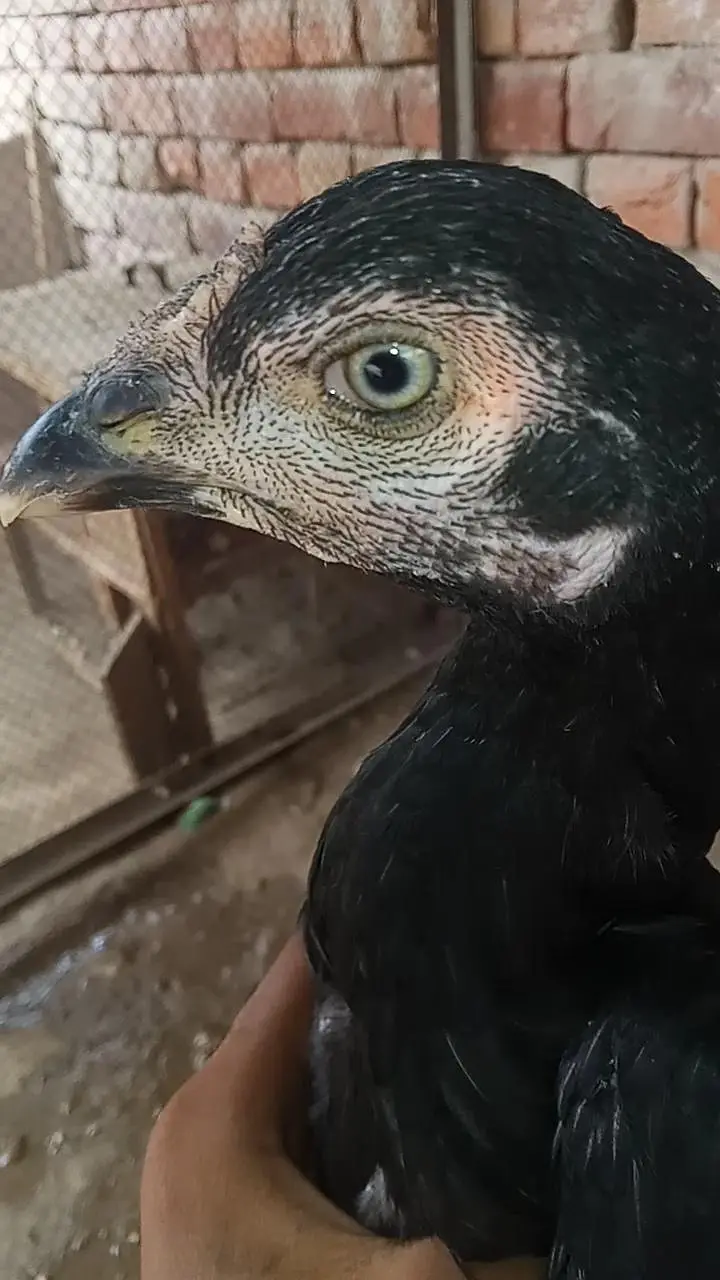 Blue eyes beautiful chorus nali — photo 5