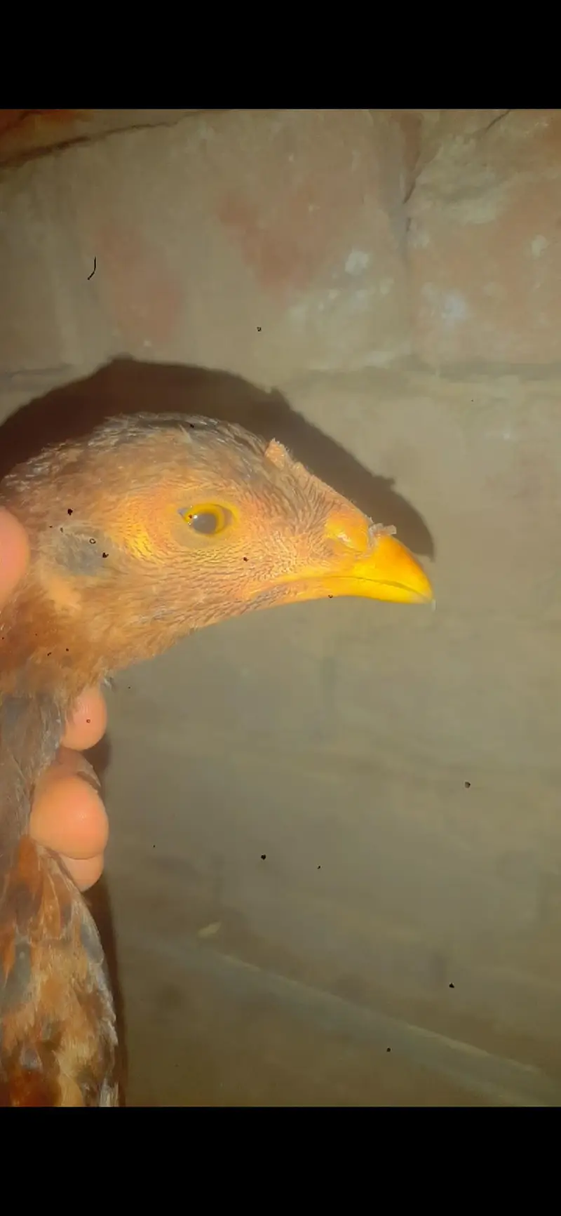 Blue eyes beautiful chorus nali — photo 12
