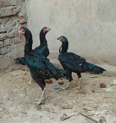 Aseel Hens, home breed