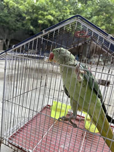 Female Raw parrot