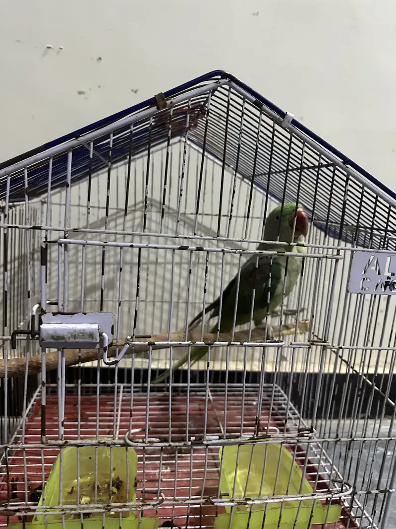 Female Raw parrot — photo 2