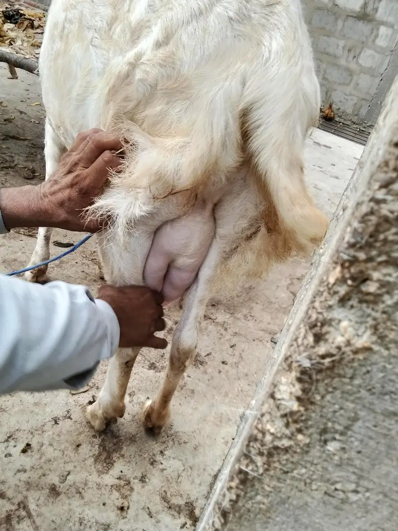 gulabi White eye bakri — photo 2