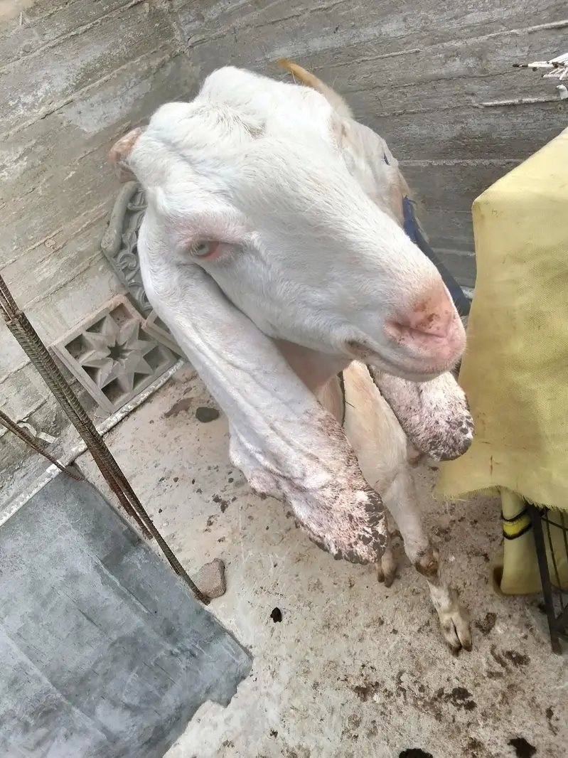 gulabi White eye bakri — photo 3