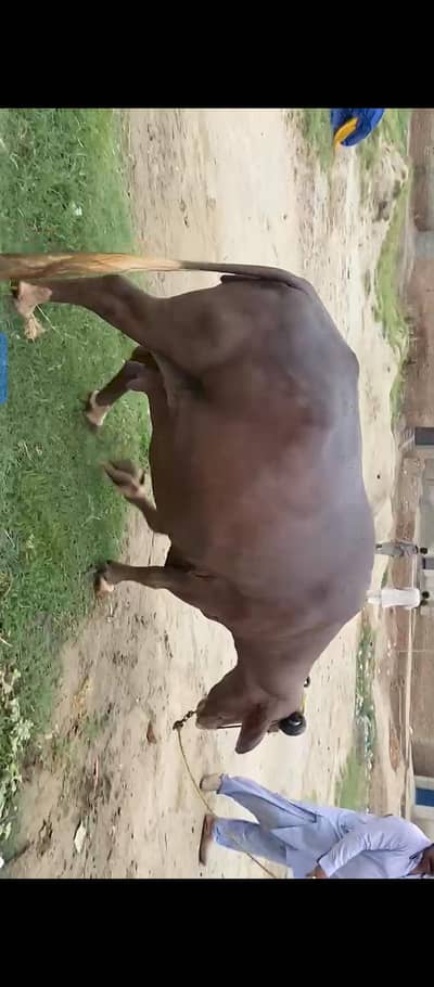 bhori baffalow bhens 8 maheny pait se ha or vip 03467886086 call