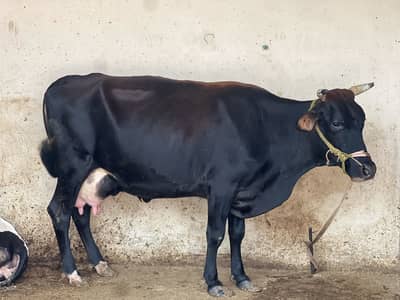 Sell Cow and Calf
