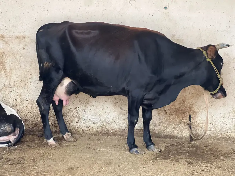 Sell Cow and Calf — photo 2