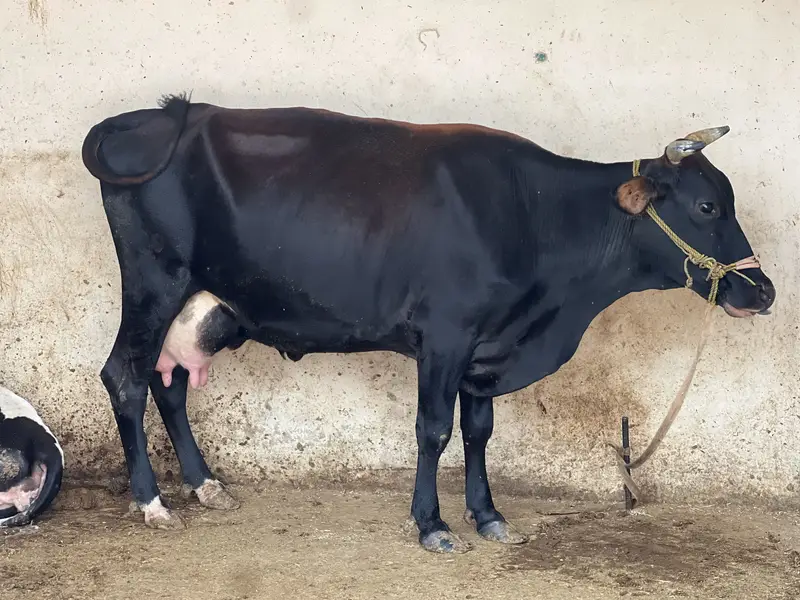 Sell Cow and Calf — photo 3