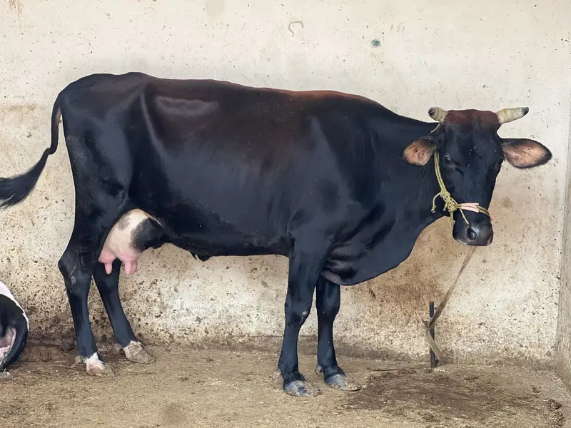 Sell Cow and Calf — photo 4