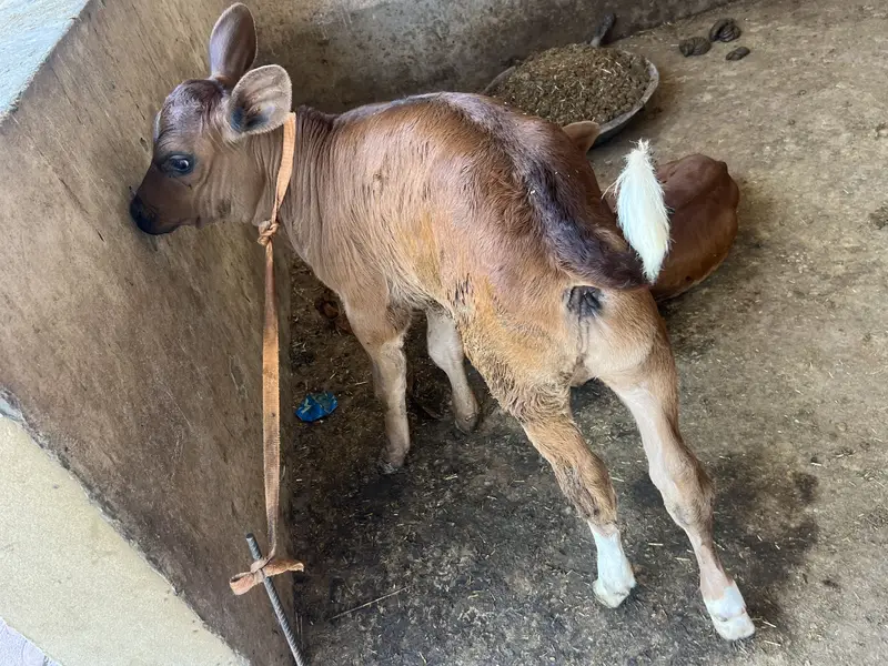 Sell Cow and Calf — photo 5