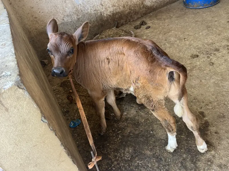 Sell Cow and Calf — photo 6